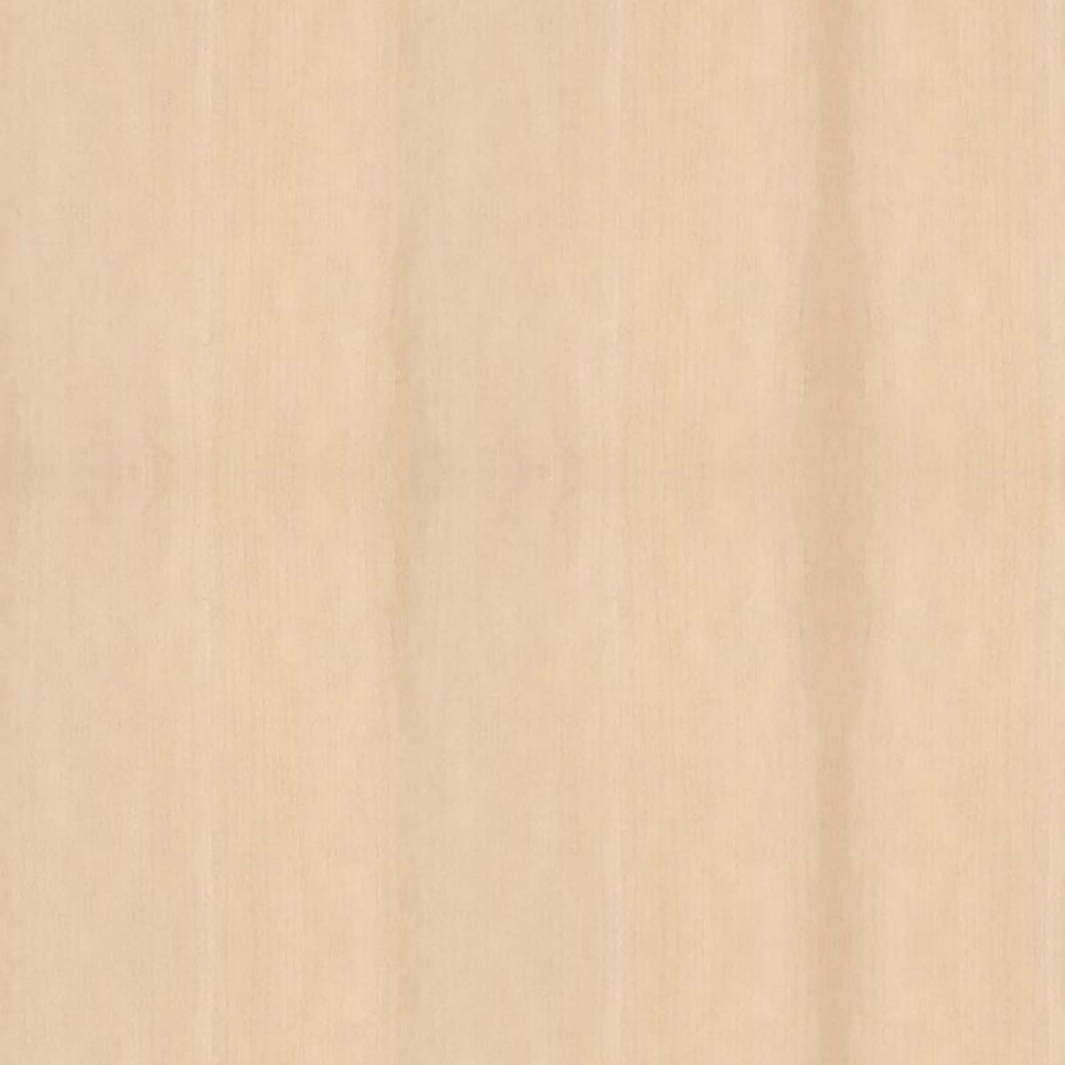 Bande de chant en érable, 7/8" x 25'